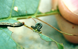 Cankerworm Larva